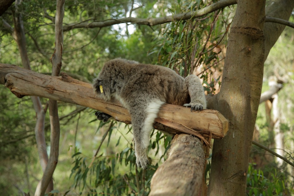 Australia Travel Guide | Phillip Island & Penguin Parade Half-Day Trip from Melbourne | Koala Conservation Centre